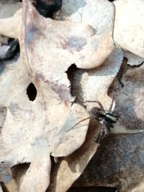 Pardosa alacris/lugubris