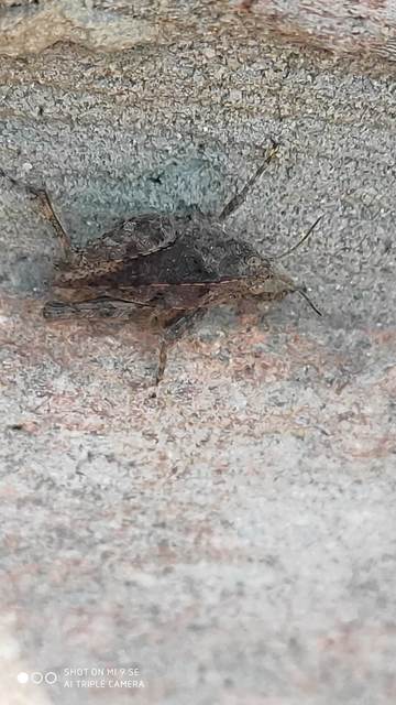 Tetrix tenuicornis - vékonycsápú tövishátúsáska