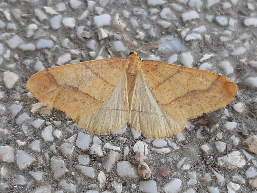 Agriopis aurantiaria - aranysárga téliaraszoló