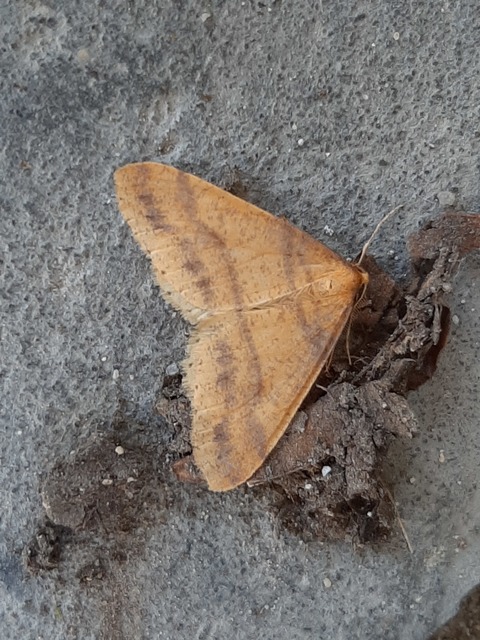 Agriopis aurantiaria - aranysárga téliaraszoló