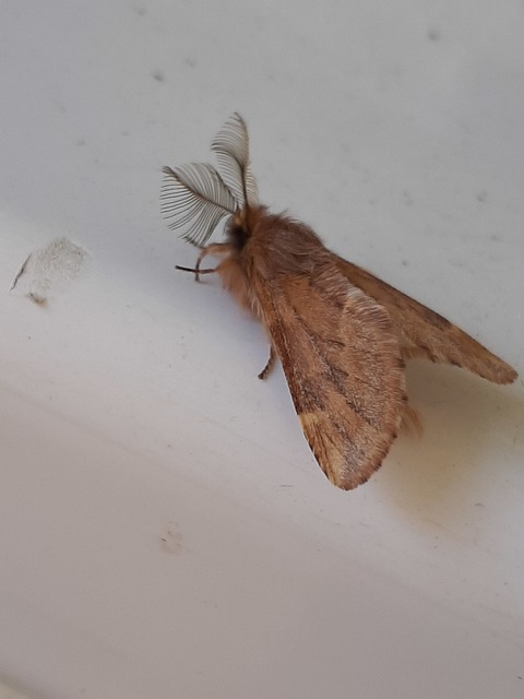 Ptilophora plumigera - tollas púposszövő