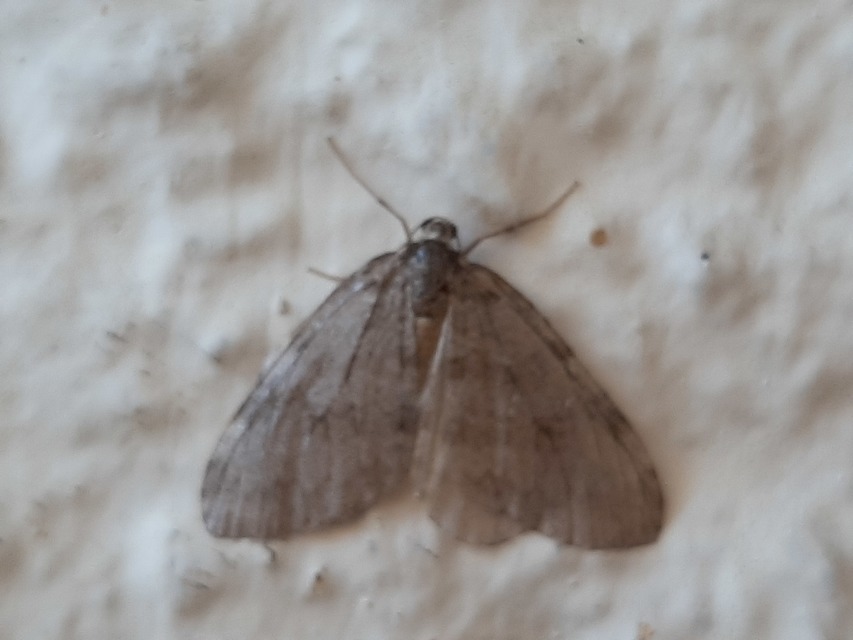 Epirrita christyi/dilutata