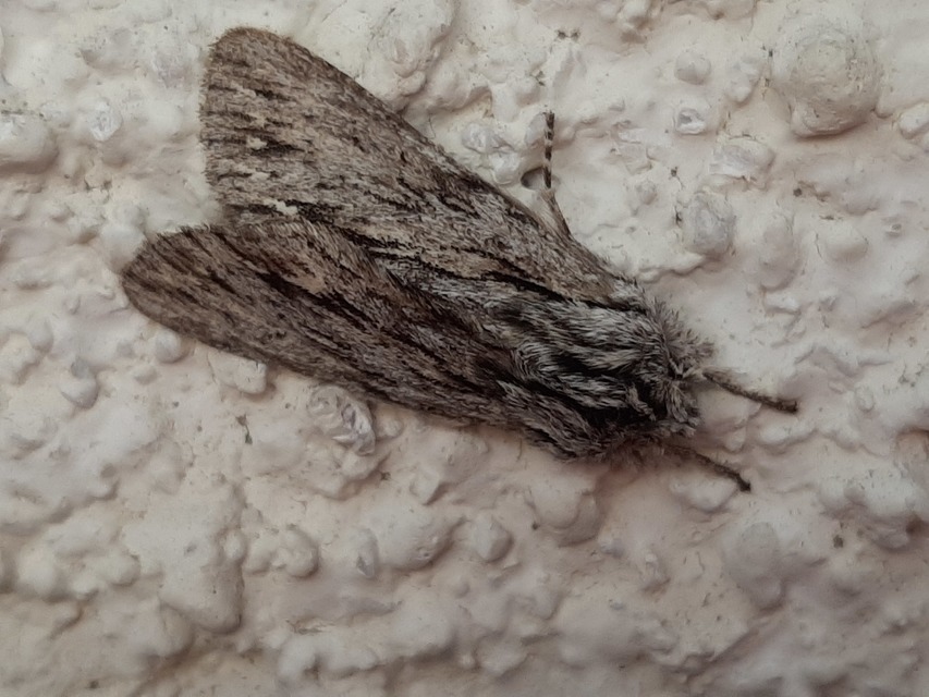 Asteroscopus sphinx - csillagnéző bundásbagoly