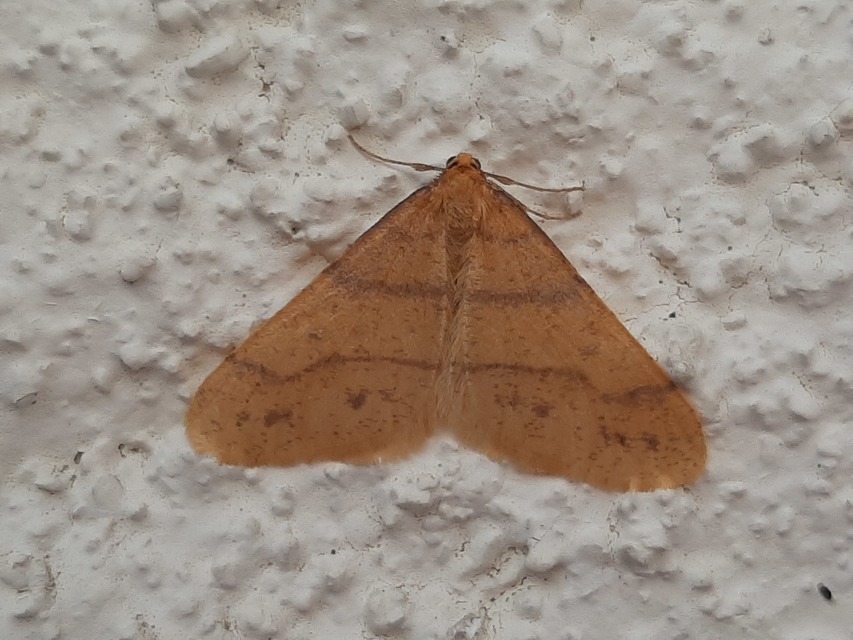 Agriopis aurantiaria - aranysárga téliaraszoló