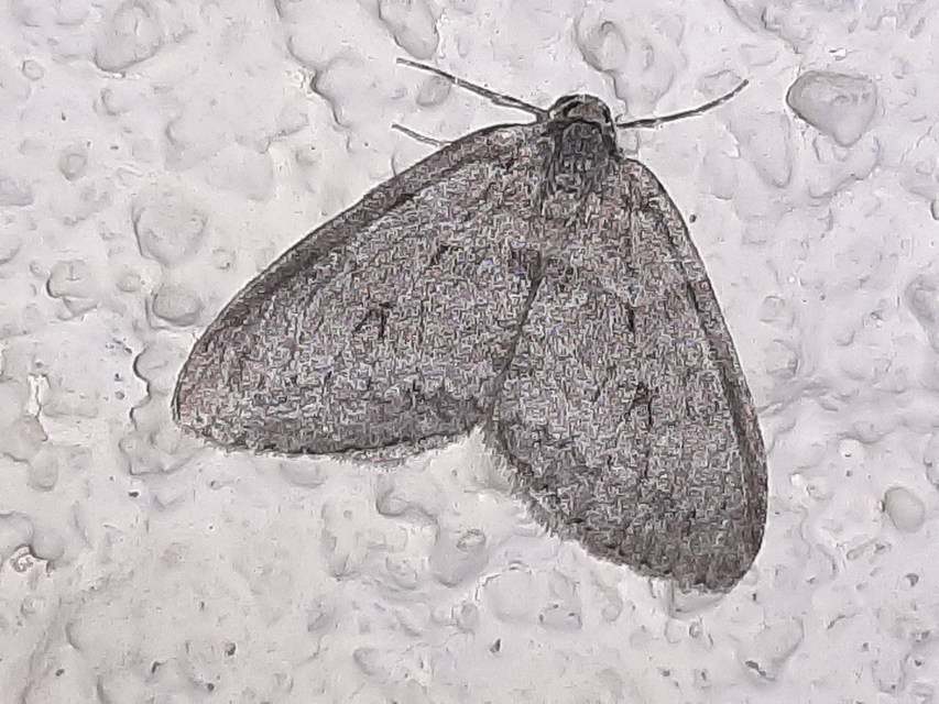 Epirrita christyi/dilutata