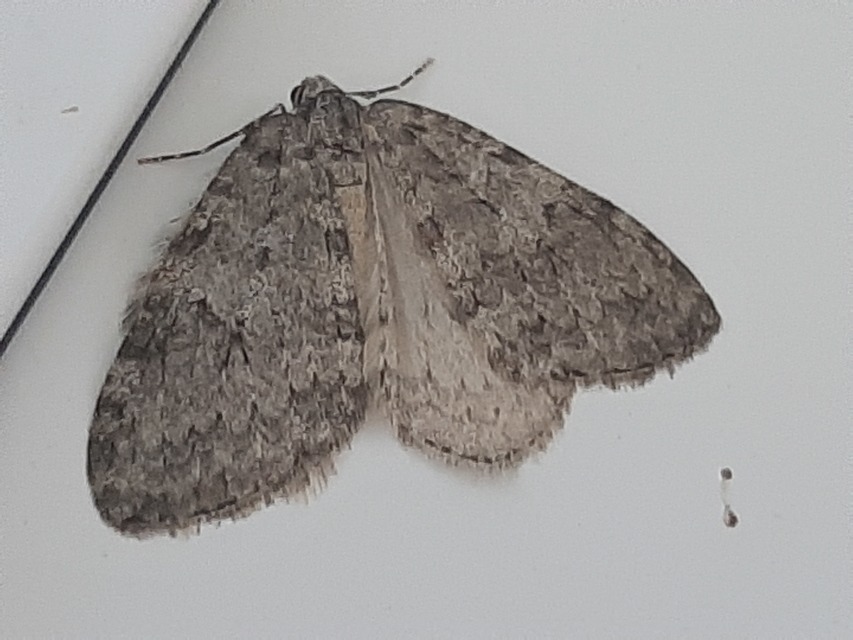 Epirrita christyi/dilutata