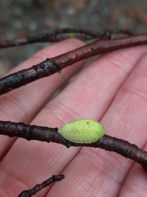 Apoda limacodes - kagylólepke