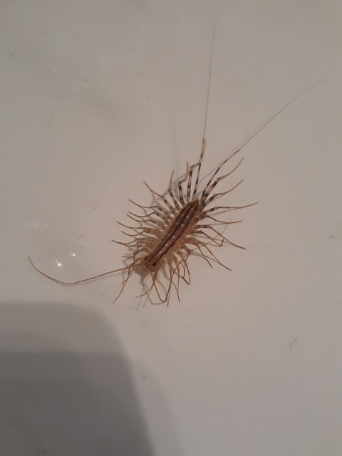 Scutigera coleoptrata - légyölő pókszázlábú