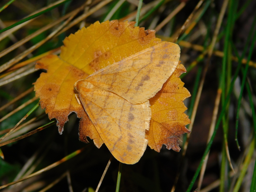 Agriopis aurantiaria - aranysárga téliaraszoló