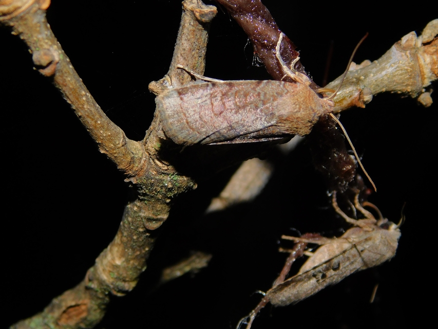 Conistra veronicae - veronika-őszibagoly