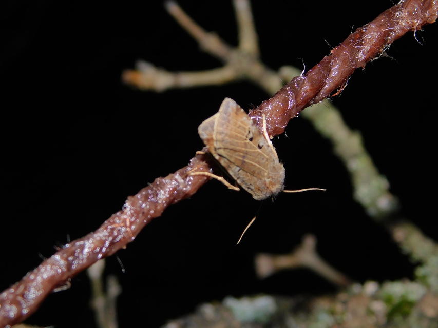 Conistra rubiginosa - szürke télibagoly