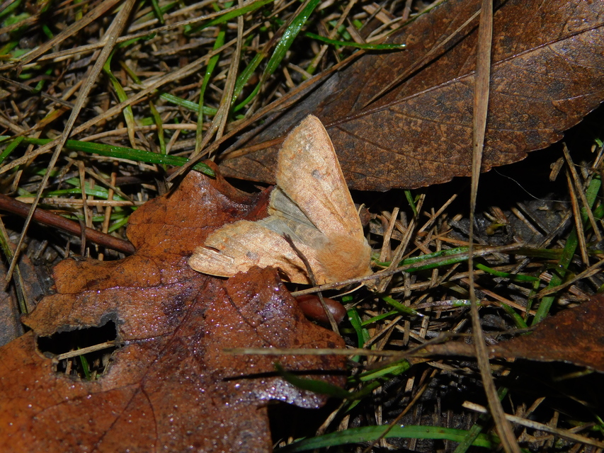 Sunira circellaris - okkersárga őszibagoly