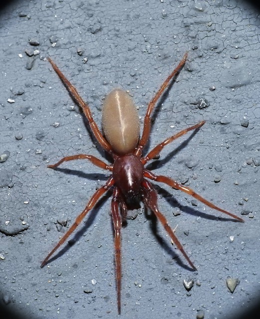 Dysderidae - fojtópókok