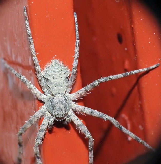 Philodromus margaritatus - bükkfa-fürgekarolópók