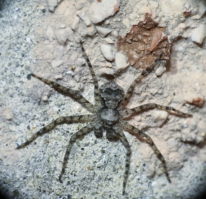 Philodromus poecilus - cifra karolópók