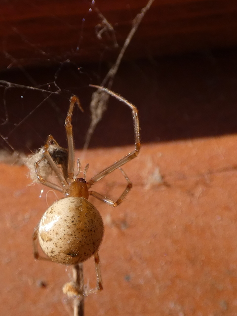 Parasteatoda tepidariorum - üvegházi törpepók