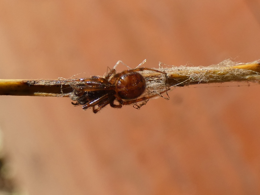 Steatoda bipunctata - kétpettyes faggyúpók