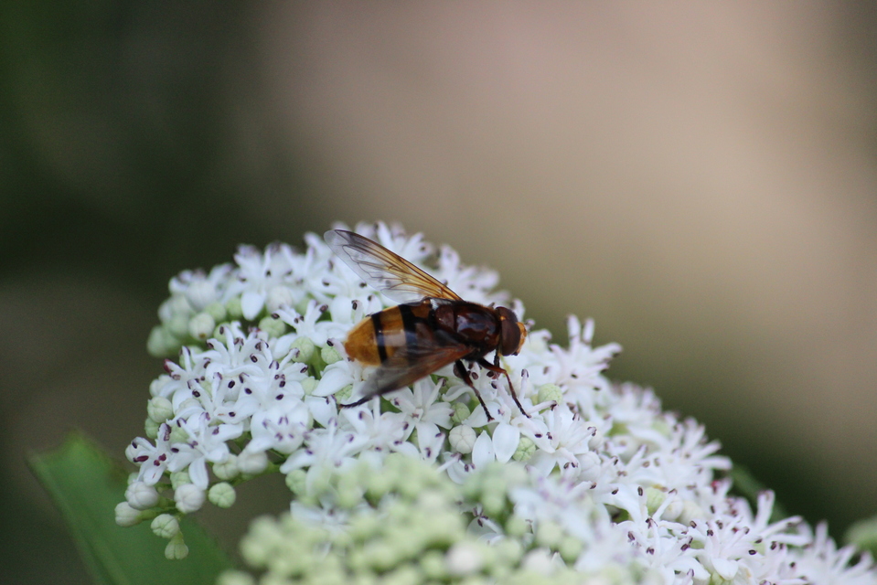 Volucella zonaria - kétöves pihelégy
