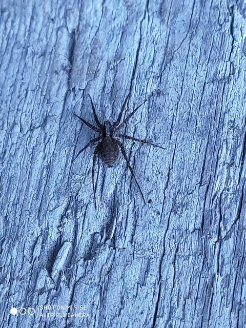 Pardosa alacris/lugubris