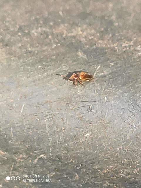Cryptophagidae - penészbogárfélék