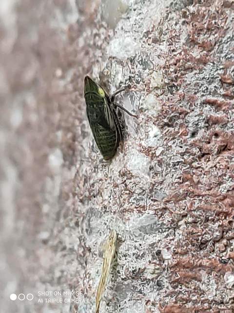 Aphrodes