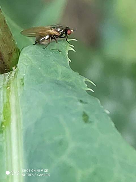 Calliopum