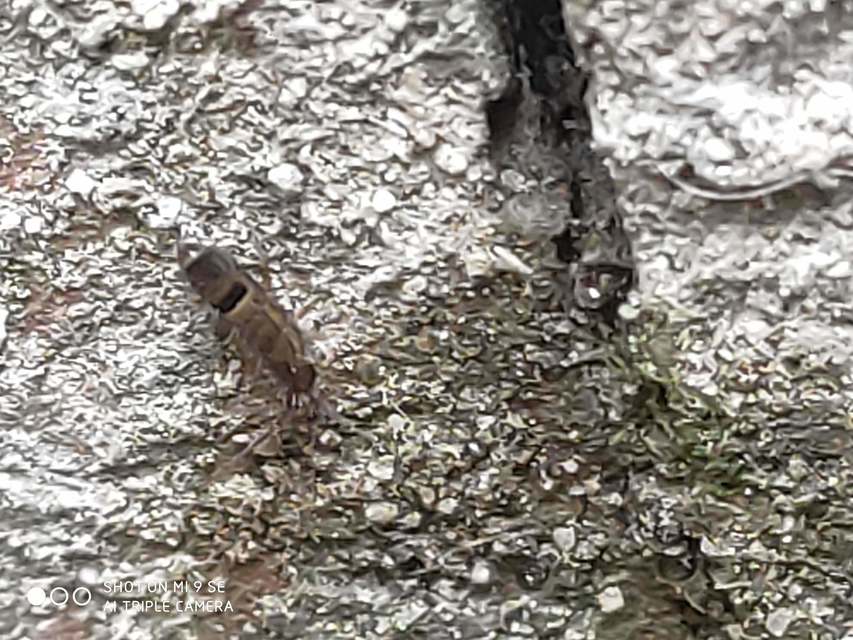Orchesella cincta