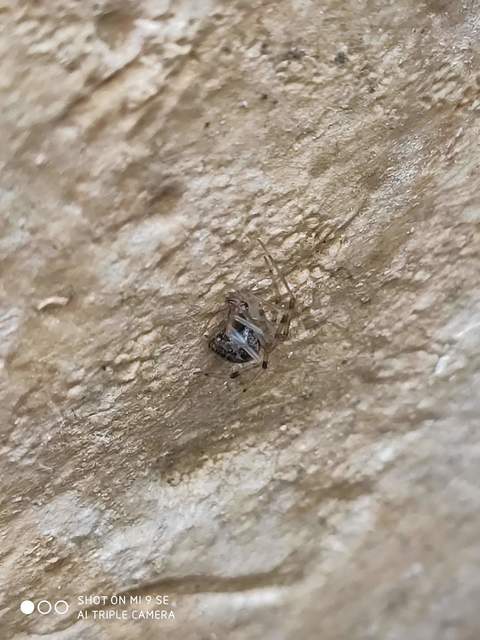 Parasteatoda tepidariorum - üvegházi törpepók