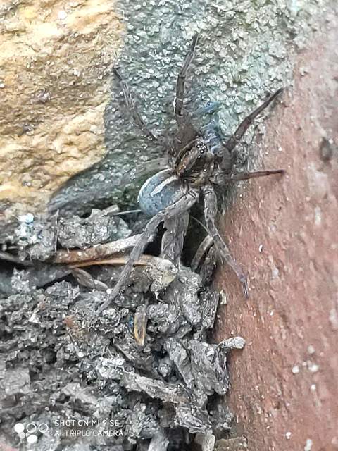 Trochosa