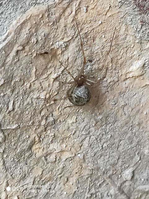 Parasteatoda tepidariorum - üvegházi törpepók