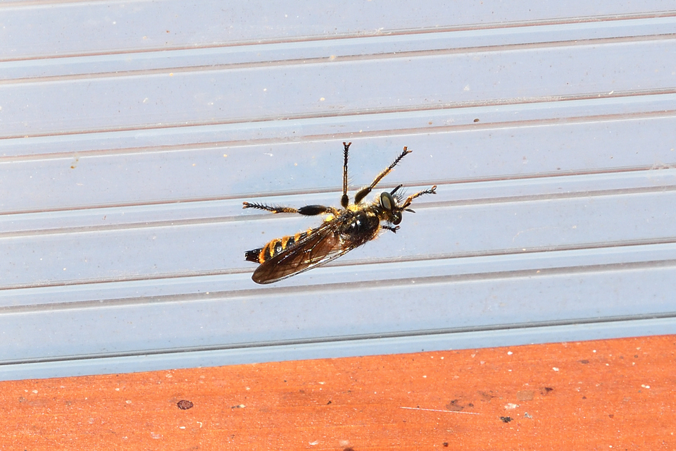 Choerades fimbriata/fulva