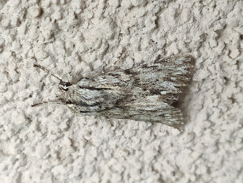 Asteroscopus sphinx - csillagnéző bundásbagoly
