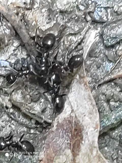 Lasius fuliginosus - kartonépítő fahangya