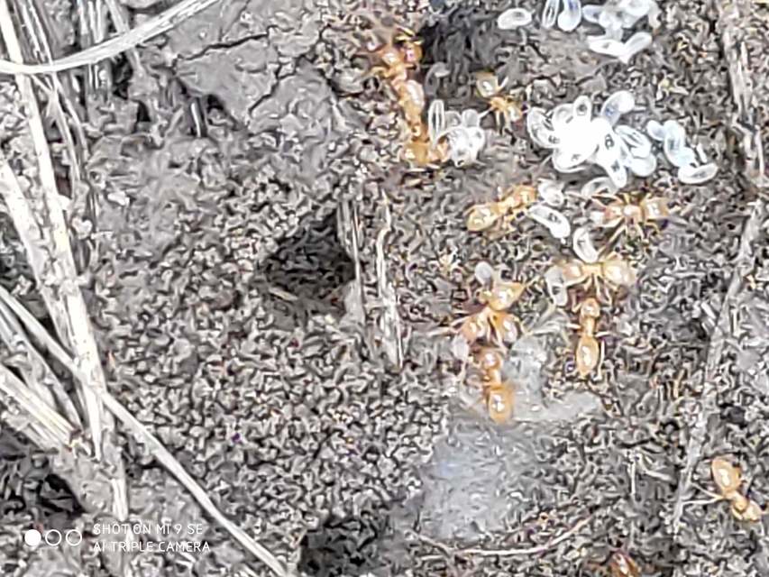 Lasius