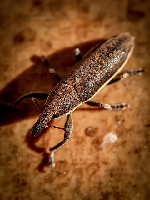 Lixus ochraceus - retek-dudvabarkó
