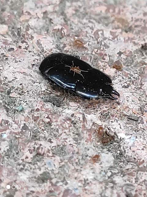 Hololepta plana - lemez-sutabogár