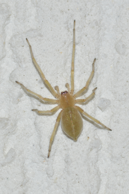 Cheiracanthium