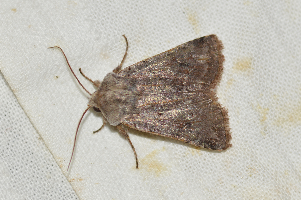 Cerastis rubricosa - vörhenyes tavaszibagoly