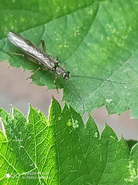 Plecoptera - Álkérészek