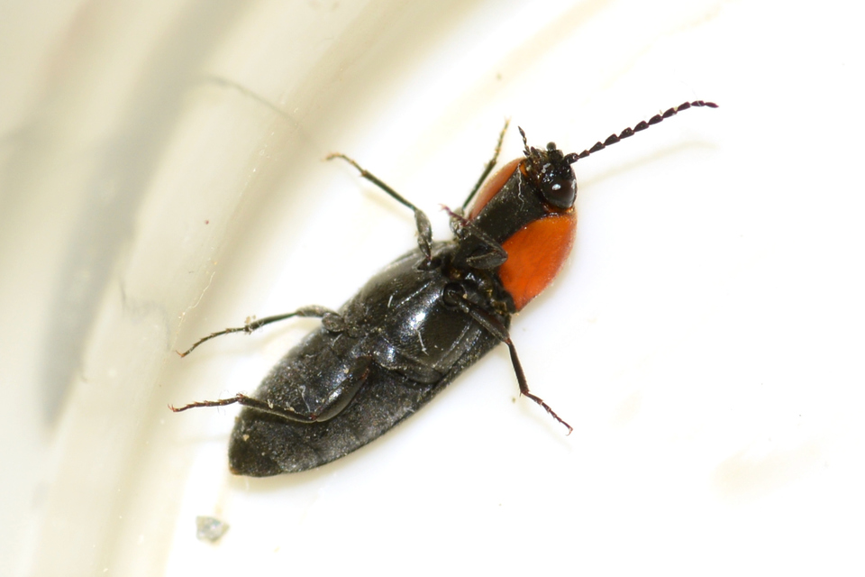 Cardiophorus gramineus - pirosnyakú szívespattanó