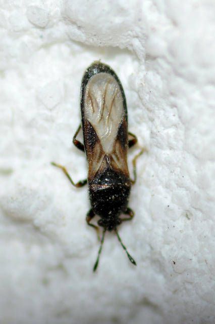 Dimorphopterus spinolae - közönséges karcsúbodobács