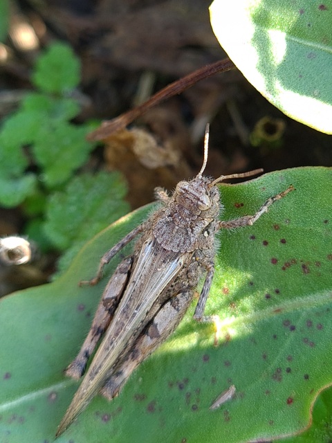 Acrotylus insubricus - önbeásósáska