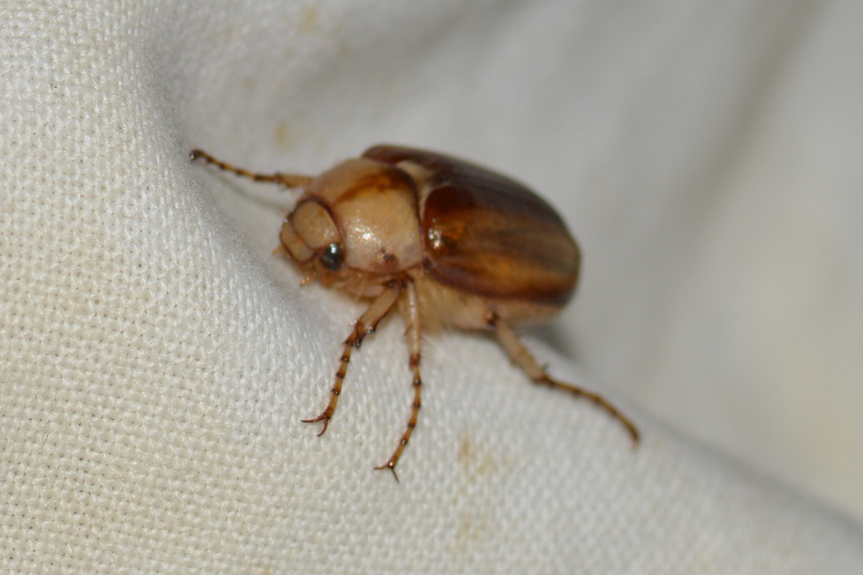 Rhizotrogus aestivus - tavaszvégi cserebogár