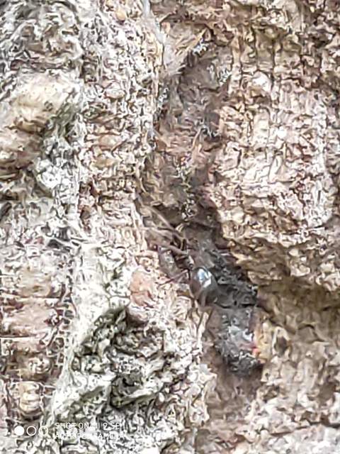 Phrurolithus