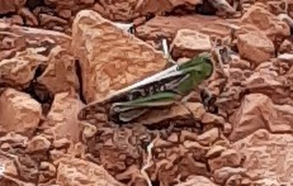 Locusta migratoria - keleti vándorsáska