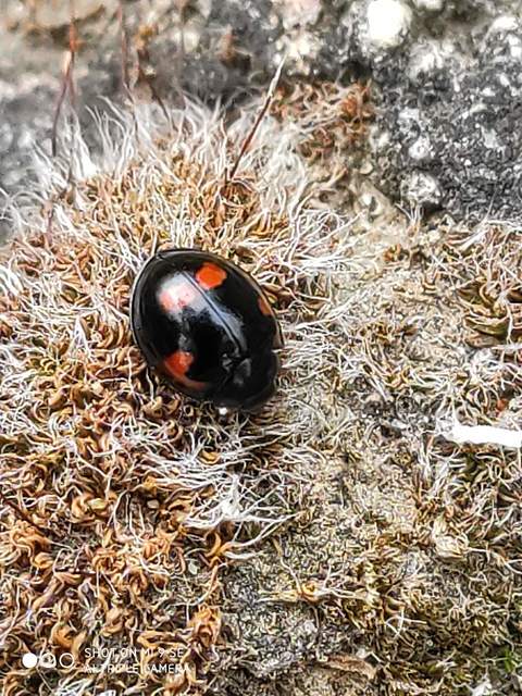 Exochomus quadripustulatus - négyfoltos szerecsenkata