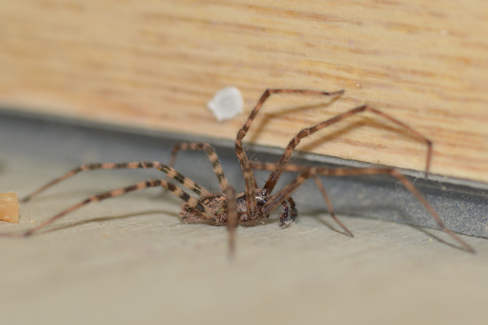 Tegenaria