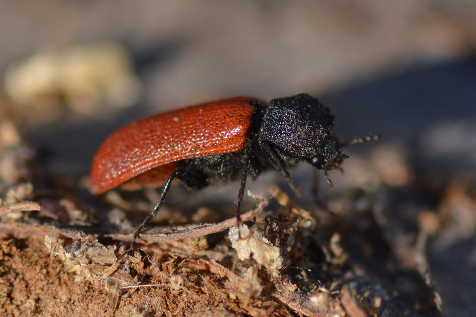 Bostrichus capucinus - piros csuklyásszú