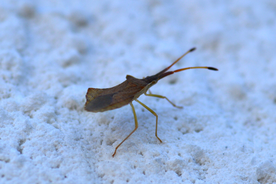 Syromastus rhombeus - vitorlás karimáspoloska