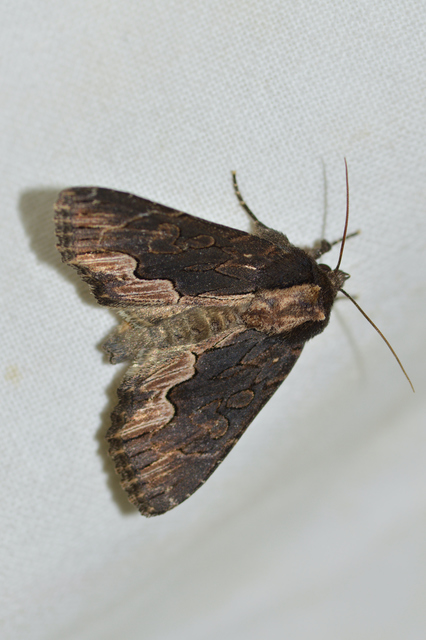 Dypterygia scabriuscula - szurokbarna nyáribagoly